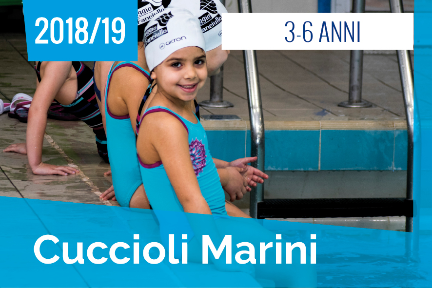 cuccioli marini cuccioli marini